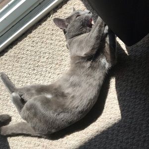 Meet your Posher, Samuel